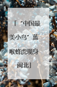 “中国最美小鸟”蓝喉蜂虎现身闽北
