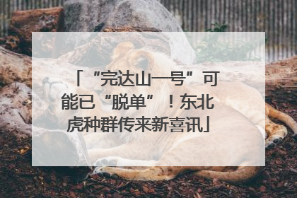 “完达山一号”可能已“脱单”！东北虎种群传来新喜讯