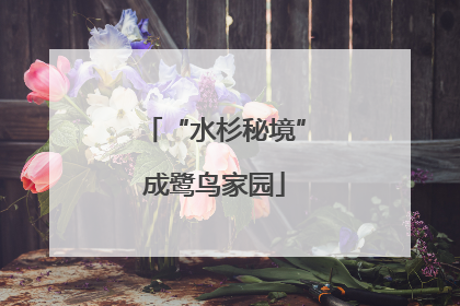 “水杉秘境”成鹭鸟家园