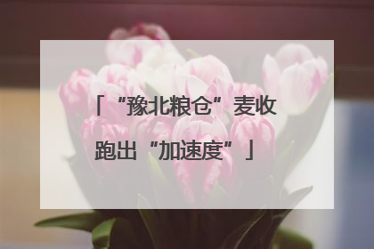 “豫北粮仓”麦收跑出“加速度”