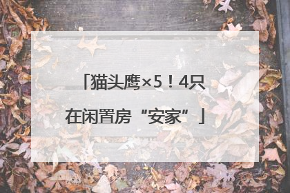 猫头鹰×5！4只在闲置房“安家”