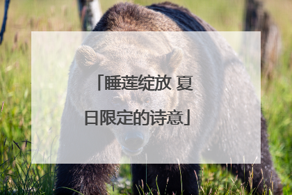 睡莲绽放 夏日限定的诗意