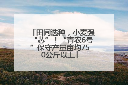 田间选种，小麦强“芯”！“青农6号”保守产量亩均750公斤以上