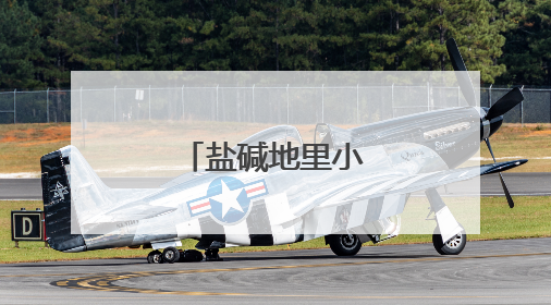 盐碱地里小麦收割忙