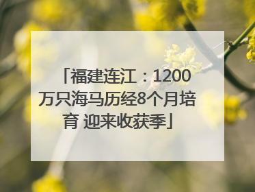 福建连江：1200万只海马历经8个月培育 迎来收获季