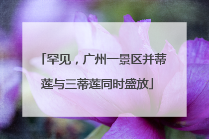 罕见，广州一景区并蒂莲与三蒂莲同时盛放
