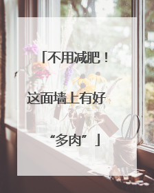 不用减肥！这面墙上有好“多肉”