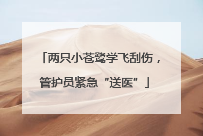 两只小苍鹭学飞刮伤，管护员紧急“送医”