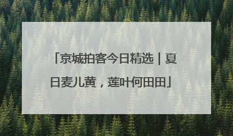 京城拍客今日精选｜夏日麦儿黄，莲叶何田田