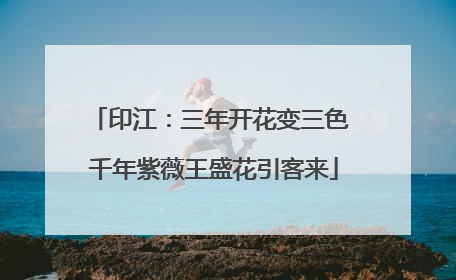 印江：三年开花变三色 千年紫薇王盛花引客来