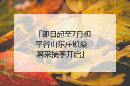 即日起至7月初 平谷山东庄镇桑葚采摘季开启