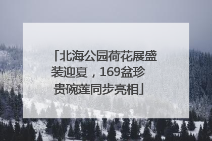 北海公园荷花展盛装迎夏，169盆珍贵碗莲同步亮相