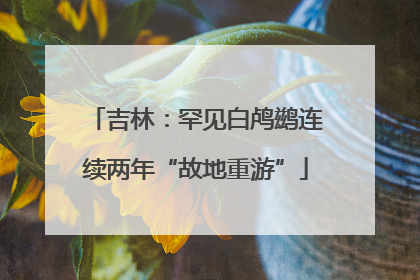 吉林：罕见白鸬鹚连续两年“故地重游”