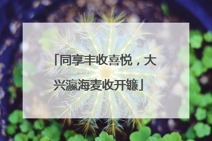 同享丰收喜悦，大兴瀛海麦收开镰
