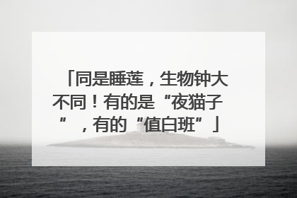 同是睡莲，生物钟大不同！有的是“夜猫子”，有的“值白班”