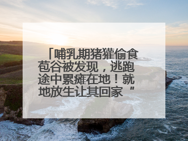 哺乳期猪獾偷食苞谷被发现，逃跑途中累瘫在地！就地放生让其回家“奶孩子”