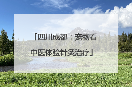 四川成都：宠物看中医体验针灸治疗