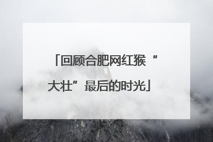 回顾合肥网红猴“大壮”最后的时光
