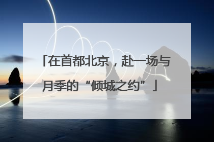 在首都北京，赴一场与月季的“倾城之约”