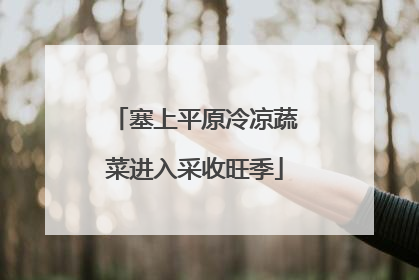 塞上平原冷凉蔬菜进入采收旺季
