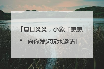 夏日炎炎，小象“崽崽” 向你发起玩水邀请