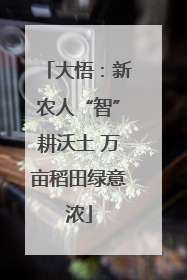 大悟：新农人“智”耕沃土 万亩稻田绿意浓