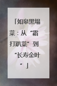 如皋黑塌菜：从“霜打趴菜”到“长寿金叶”