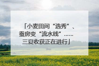 小麦田间“选秀”、蚕房变“流水线”……三夏收获正在进行