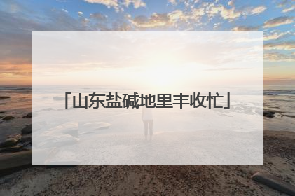山东盐碱地里丰收忙