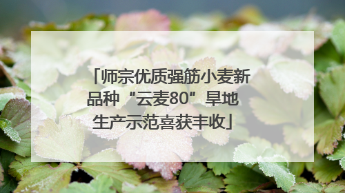 师宗优质强筋小麦新品种“云麦80”旱地生产示范喜获丰收