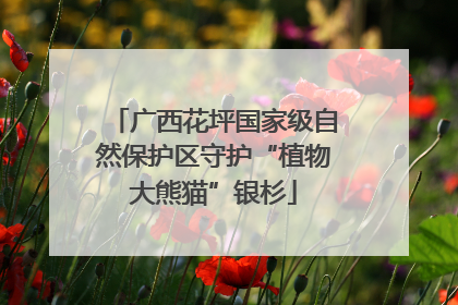 广西花坪国家级自然保护区守护“植物大熊猫”银杉