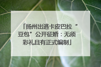 扬州出逃卡皮巴拉“豆包”公开征婚：无须彩礼且有正式编制