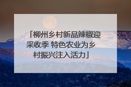 柳州乡村新品辣椒迎采收季 特色农业为乡村振兴注入活力