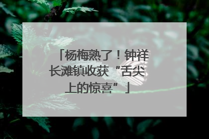 杨梅熟了！钟祥长滩镇收获“舌尖上的惊喜”
