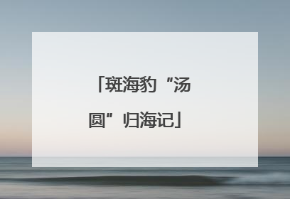 斑海豹“汤圆”归海记