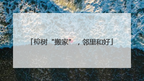 樟树“搬家”，邻里和好