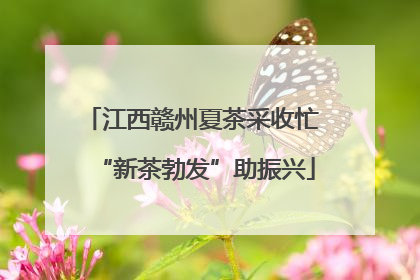 江西赣州夏茶采收忙 “新茶勃发”助振兴
