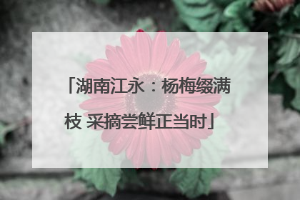 湖南江永：杨梅缀满枝 采摘尝鲜正当时