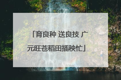 育良种 送良技 广元旺苍稻田插秧忙