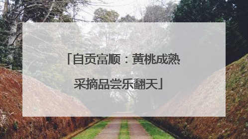 自贡富顺：黄桃成熟 采摘品尝乐翻天