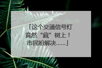 这个交通信号灯竟然“藏”树上！市民盼解决……