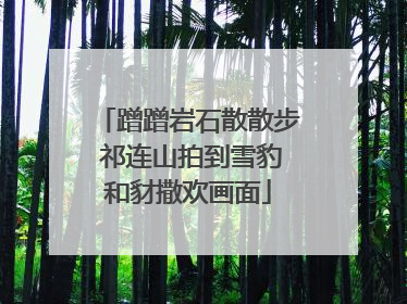 蹭蹭岩石散散步 祁连山拍到雪豹和豺撒欢画面
