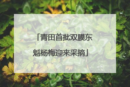 青田首批双膜东魁杨梅迎来采摘