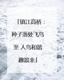 镇江高桥：种子落处飞鸟至 人鸟和谐趣景来