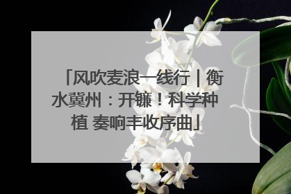 风吹麦浪一线行｜衡水冀州：开镰！科学种植 奏响丰收序曲