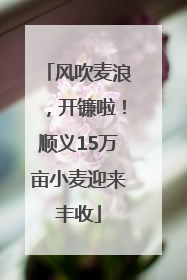 风吹麦浪，开镰啦！顺义15万亩小麦迎来丰收