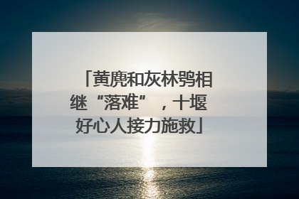 黄麂和灰林鸮相继“落难”，十堰好心人接力施救