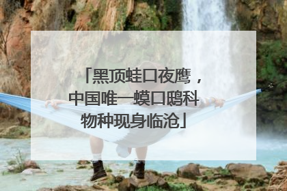 黑顶蛙口夜鹰，中国唯一蟆口鸱科物种现身临沧