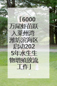 6000万尾虾苗跃入莱州湾 潍坊滨海区启动2025年水生生物增殖放流工作