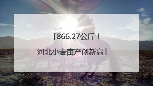 866.27公斤！河北小麦亩产创新高